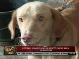 24 Oras: Pet ban, ipinatutupad sa resettlement area sa Marikina