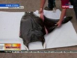 BT: 50 kilo ng kinatay na manta ray, nasabat