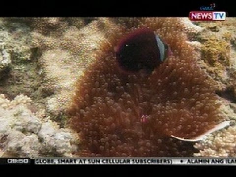 SONA: Diving, kailangan ng masusing preparasyon