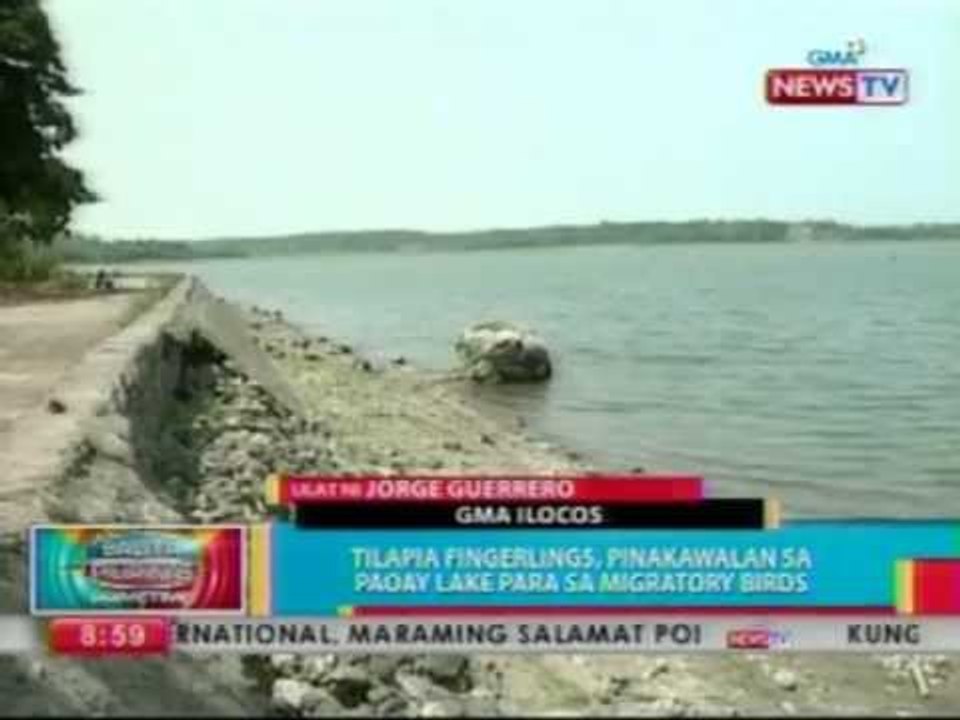 BP: Tilapia fingerlings, pinakawalan sa Paoay Lake para sa migratory birds
