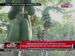 QRT: Mga magsasaka ng papaya sa Mindanao, nalugi dahil sa epekto ng init sa pananim