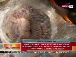 BT: Mga nasabat na patay na Pangolin sa Chinese fishing vessel, sinuri kung galing Palawan