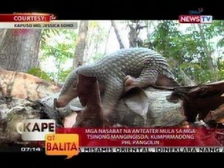 KB: Mga nasabat na anteater mula sa mga Tsinong mangingisda, kumpirmadong PHL Pangolin
