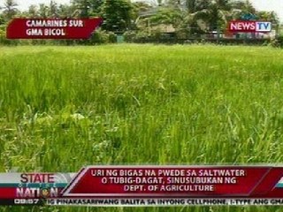SONA: Bigas na puwede sa tubig-alat o saltwater, sinusubukan ng Dept. of Agriculture