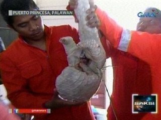 Saksi: Ilang pangolin na nasamsam, galing sa Pilipinas