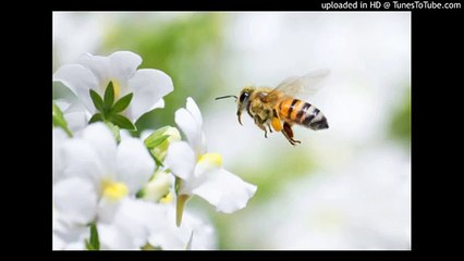 Ehsan Sehgal Prose Poem-The Ability