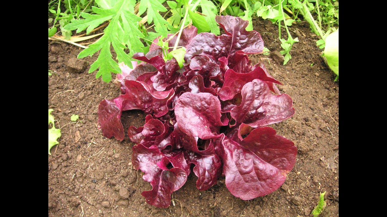 Jardin pédagogique du Guelmeur à Brest