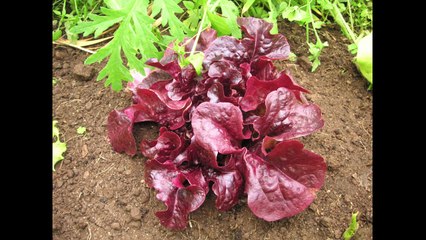 Jardin pédagogique du Guelmeur à Brest