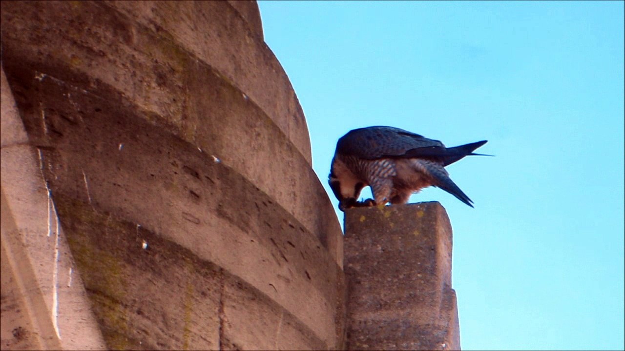 Faucon pèlerin, Nancy (54, FR), eglise St Joseph