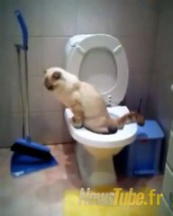 un chat fais s'est besoin lol