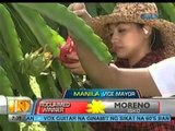Unang Hirit: Pag-ani ng dragon fruit sa Indang, Cavite