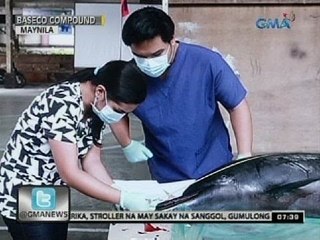 24 Oras: Dolphin, natagpuang patay sa Baseco Compound sa Maynila