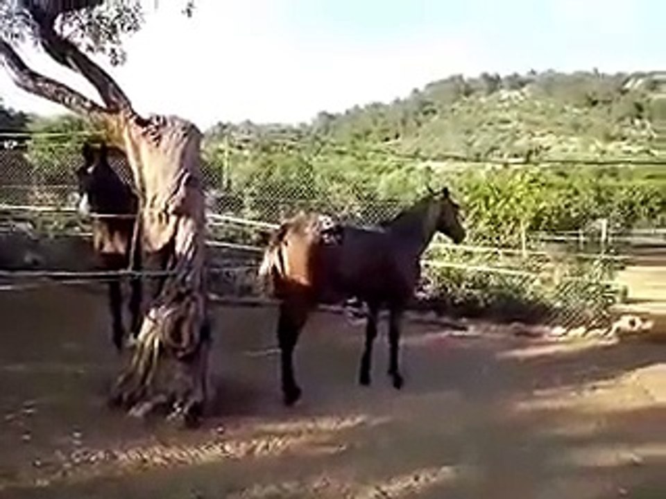 Horse Eats ChickenZnYNmGMsU18HQ Video Dailymotion