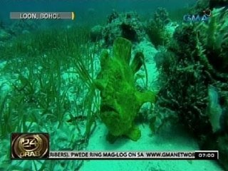 24 Oras: Karagatan sa Bohol, tirahan ng mga kakaibang uri ng hayop
