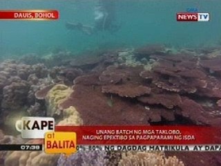 KB: Unang Batch ng mga taklobo, naging epektibo sa pagpaparami ng isda