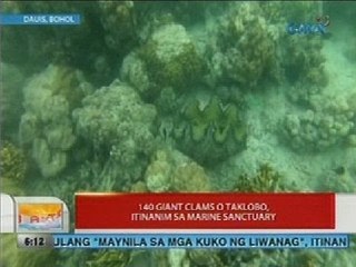 UB: 140 giant clams o taklobo, itinanim sa marine sanctuary (Bohol)