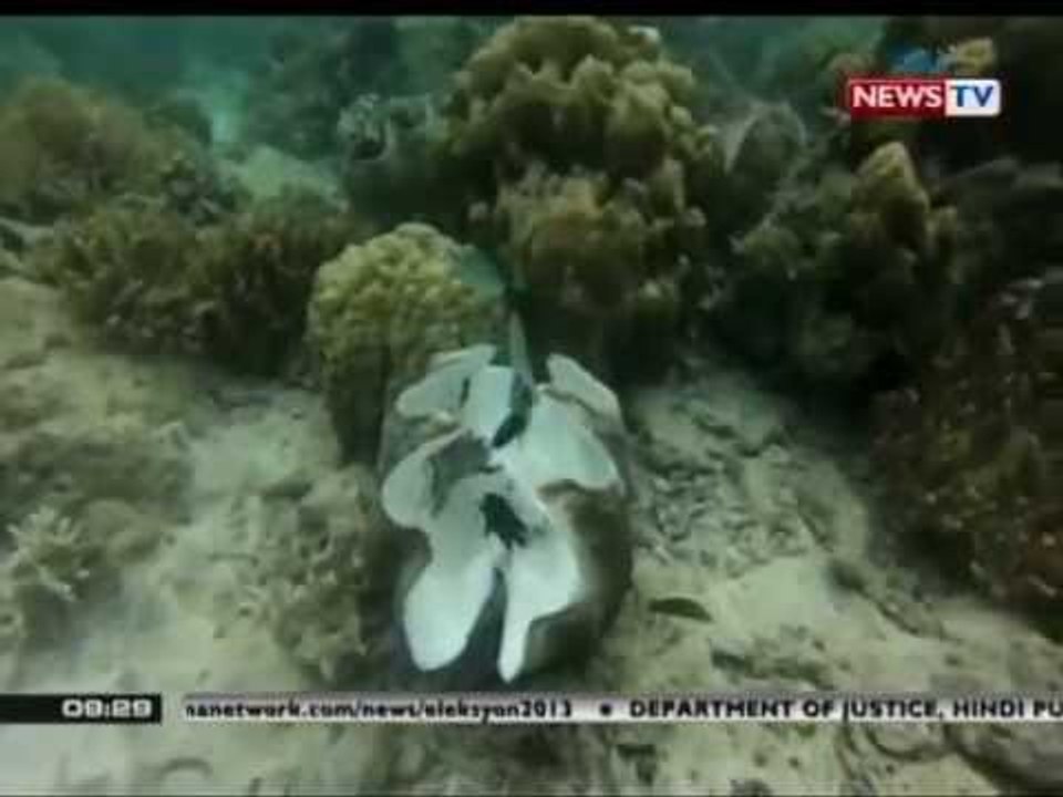 Mga giant clam na inilagay sa Marine Sanctuary, nakatulong sa pagyabong ng marine eco-system