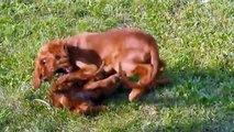 Beagle Dog, Irish Setter Dog and Irish WolfHound Dog