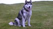 Golden Retriever Dog, Alaskan Malamute Dog and Bulldog