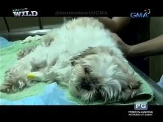Shih tzu na inoperahan ni Doc Nielsen Donato, nagkaroon ng 'dramatic recovery'