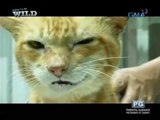 Ferds Recio, veterinarian: 'May lahi man o wala, gagamutin natin nang pantay-pantay.'