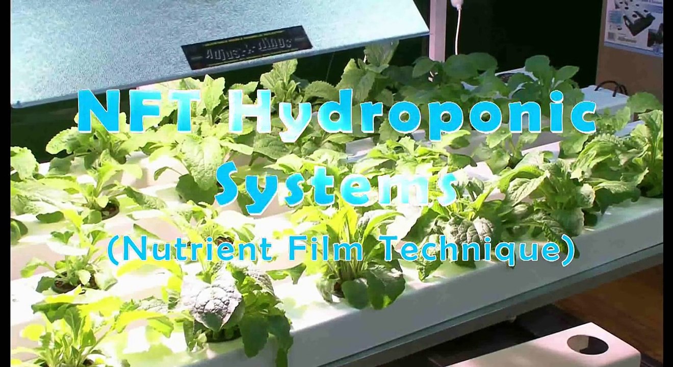How does Nutrient Film Technique NFT Hydroponics work