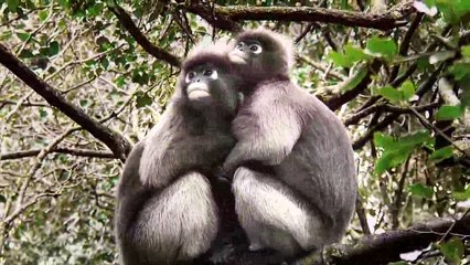 Spectacled langur, or spectacled leaf monkey (Trachypithecus obscurus)