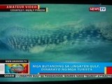 BP: Mga butanding sa Lingayen Gulf, dinarayo ng mga turista