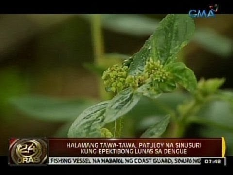 24 Oras: Halamang tawa-tawa, patuloy na sinusuri kung epektibong lunas sa dengue