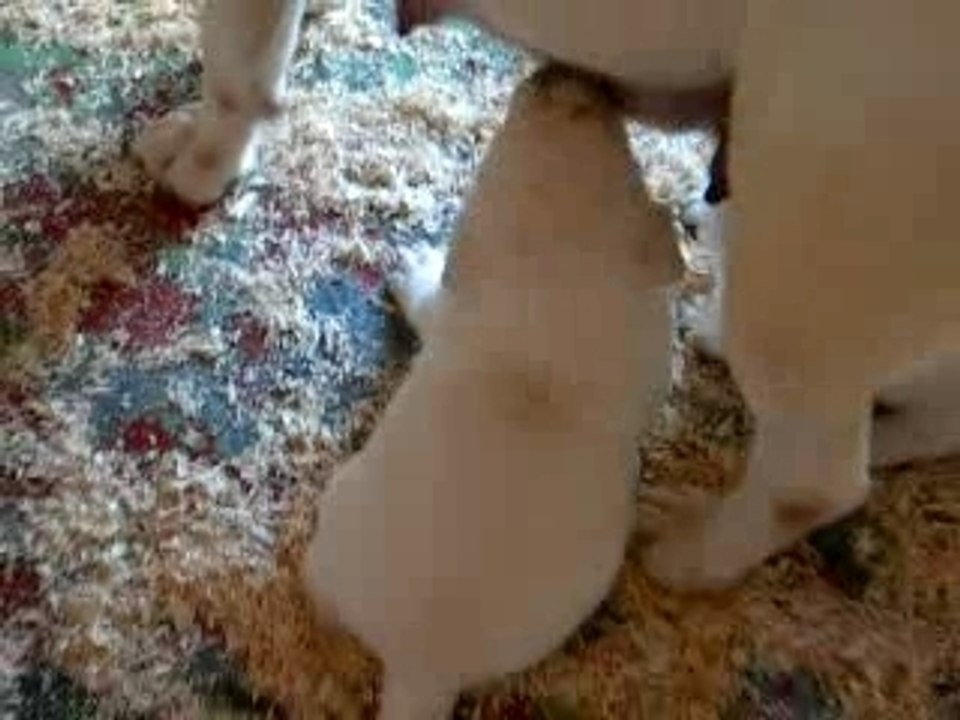 C'KENZO à 1 mois à l'élevage 040
