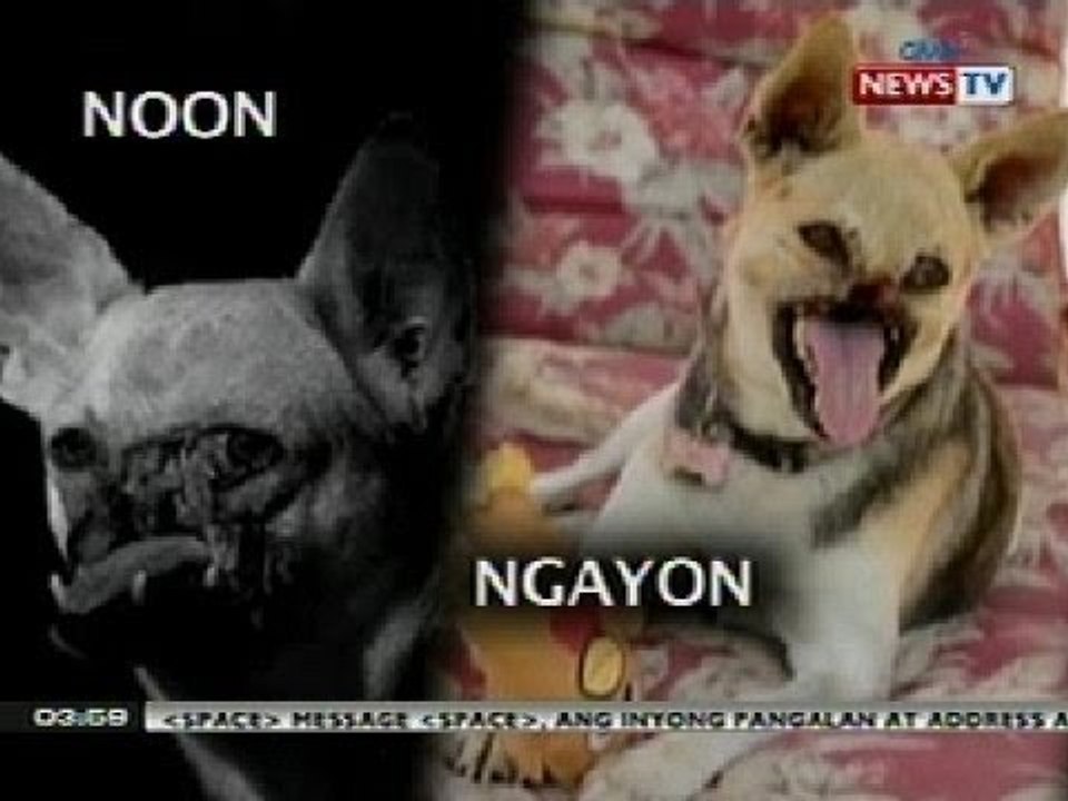 BP: Tinaguriang hero dog na si Kabang, iuuwi na sa Pilipinas