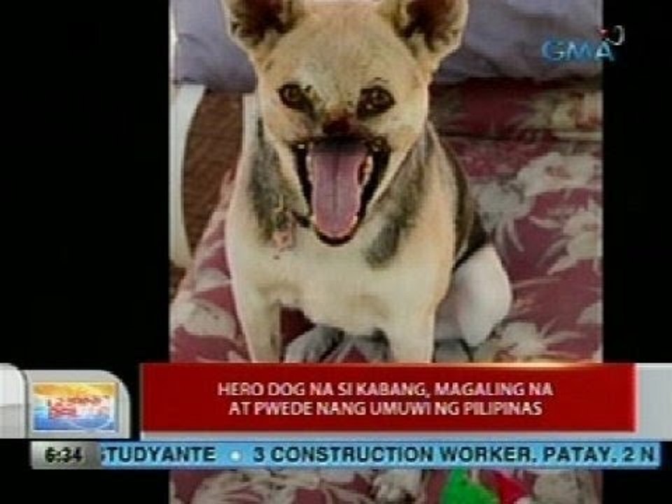 UB: Hero dog na si Kabang, magaling na at pwede nang umuwi ng Pilipinas