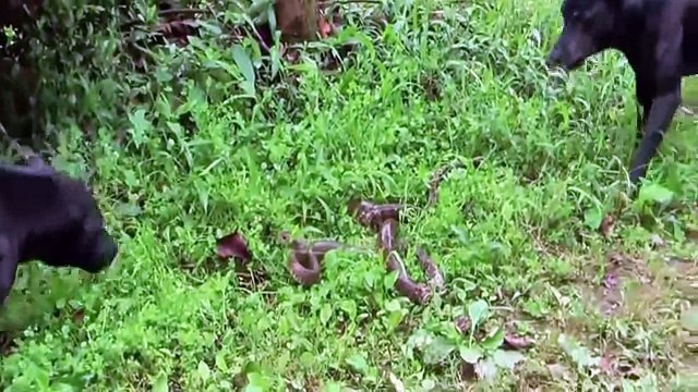 Dog vs Cobra Snake best fight to death - Animals Attack
