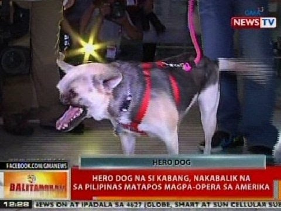BT: Hero dog na si Kabang, nakabalik na sa Pilipinas