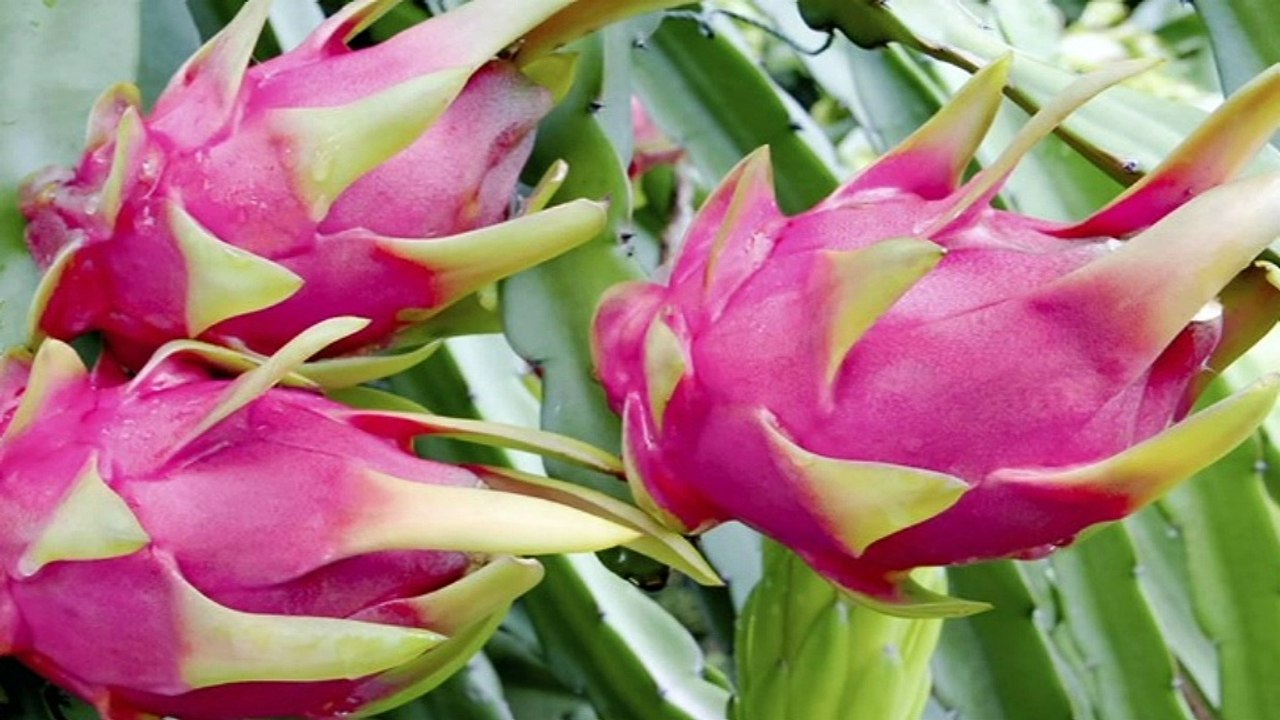 Dragonfruit