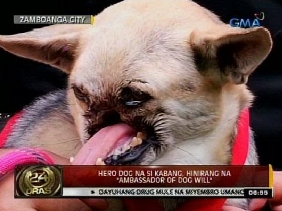 24 Oras: Hero dog na si Kabang, hinirang na "Ambassador of Dog Will"