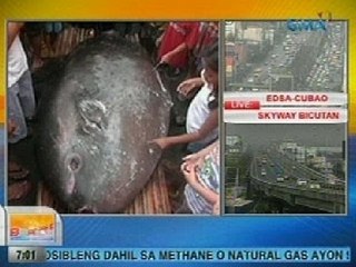UB: Sunfish na may bigat na 100 kilos, pinagkaguluhan sa Cebu
