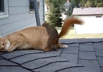kedi ile sincabın harika dostluğu