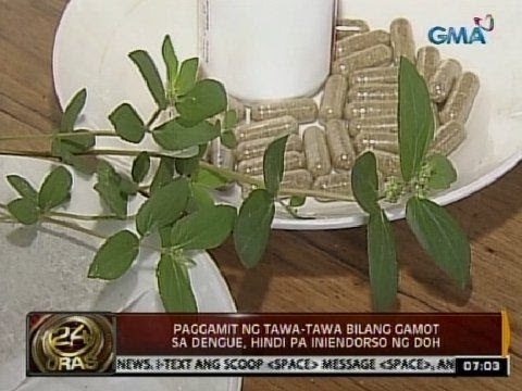 24 Oras: Paggamit ng tawa-tawa bilang gamot sa dengue, 'di pa iniendorso ng DOH