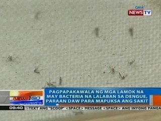 Pagpapakawala ng mga lamok na may bacteria na lalaban sa dengue, paraan daw para mapuksa ang sakit