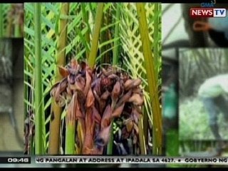 Masustansyang uri ng asukal, pwede raw magawa mula sa katas ng nipa