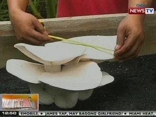 BT: Isang talampakang kabute, agaw-pansin sa Batac City, Ilocos Norte