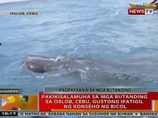 BT: Pakikisalamuha sa mga butanding sa Oslob, Cebu, gustong ipatigil ng konseho ng Bicol