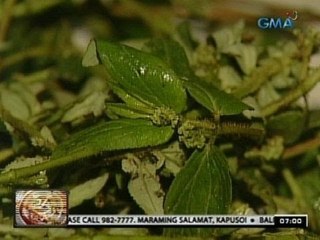 24 Oras: Luya at banaba, sinusuri ng DOST kung posibleng gamot sa dengue