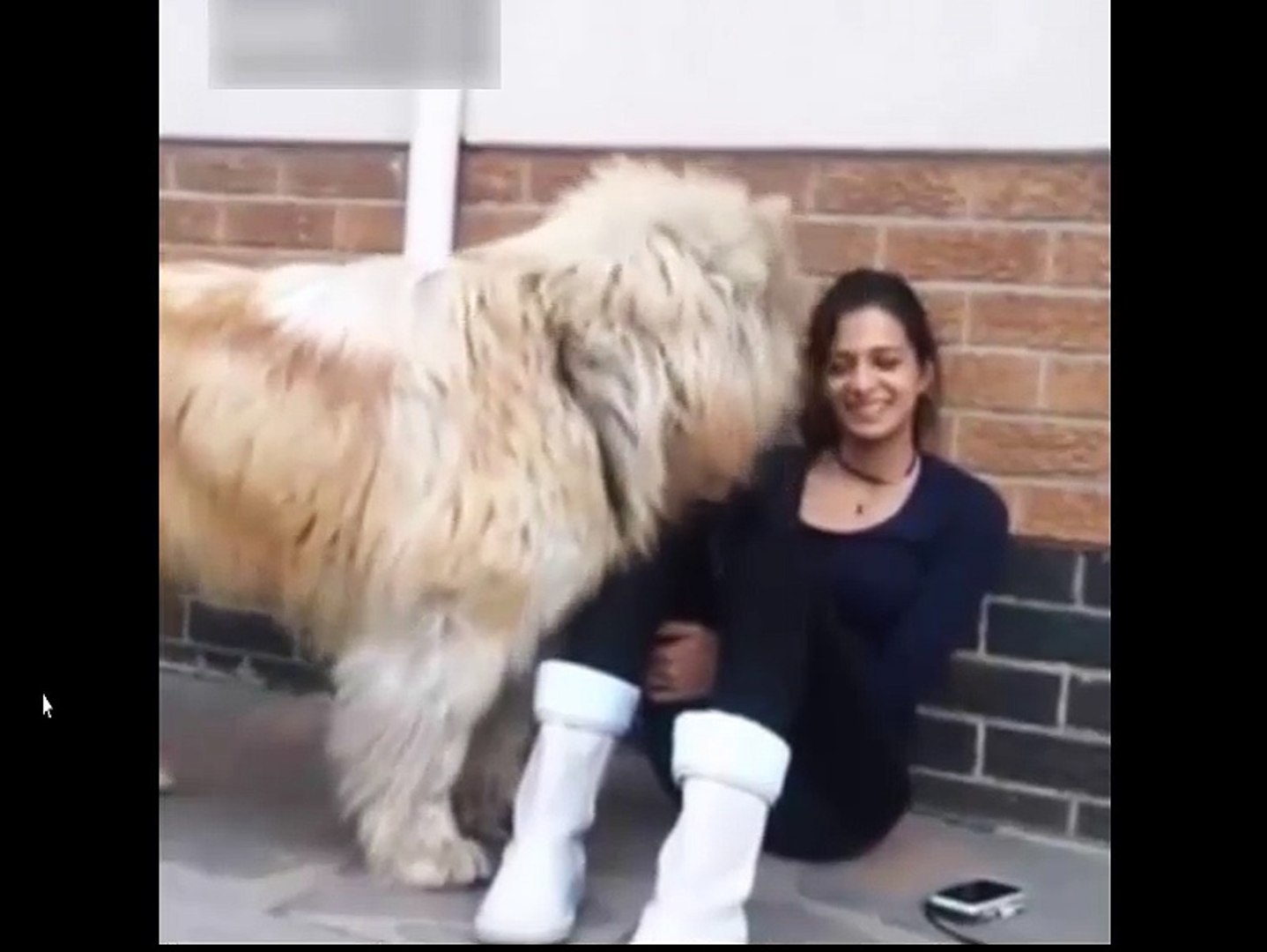 Dog and woman online funny video