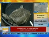 UB: Hindi pa tiyak na uri ng pagong, nakita sa dalampasigan