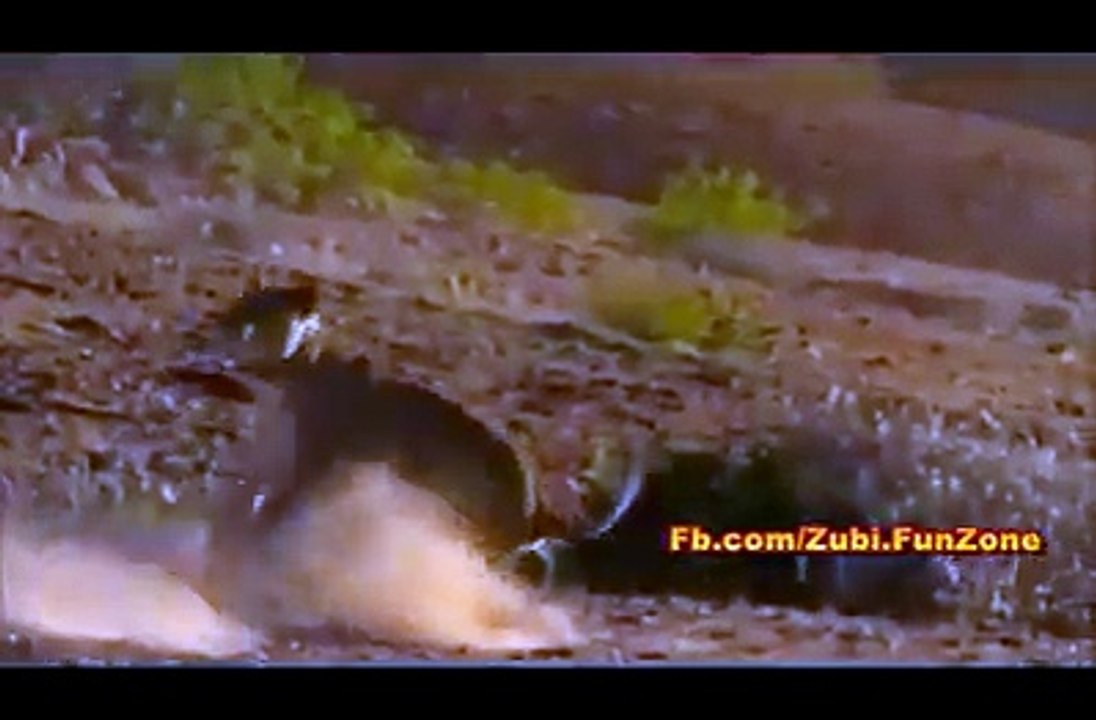 lion vs giraffee