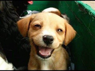 Big Dogs Playing With puppy | hilarious | Don't miss it