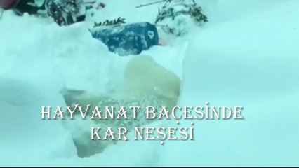 Hayvanat Bahçesinde Kar Neşesi...