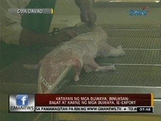 24 Oras: Katayan ng mga buwaya, binuksan; balat at karne ng mga buwaya, ie-export
